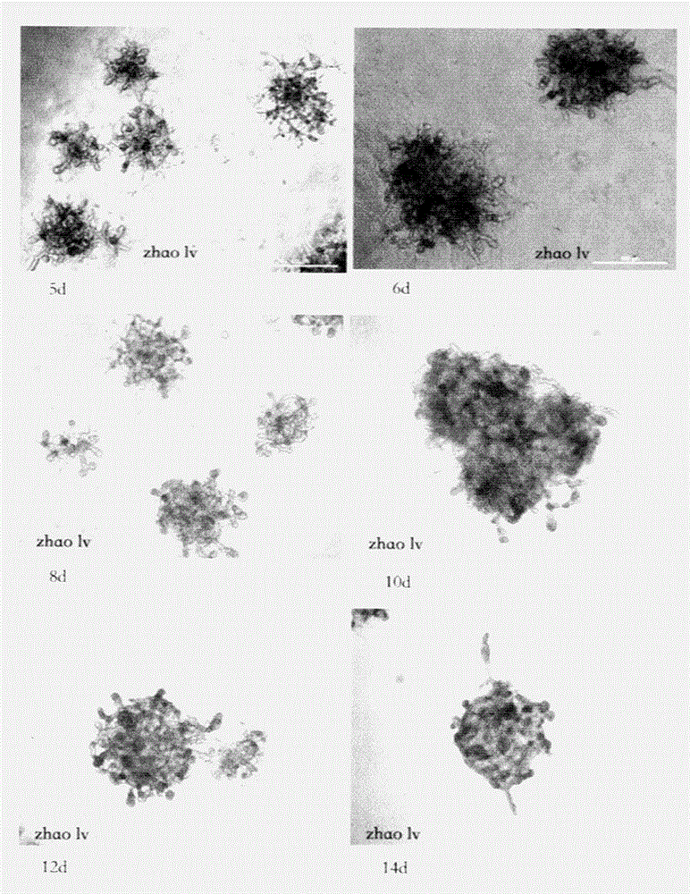 In vitro construction method for salivary glands organs and acinus