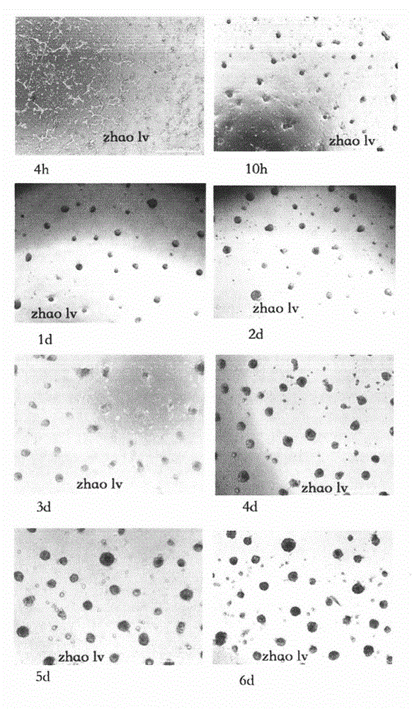 In vitro construction method for salivary glands organs and acinus