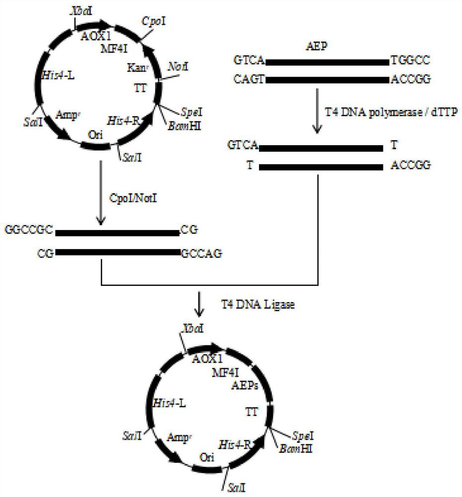 A kind of expression method and application of aep cyclase in Pichia pastoris