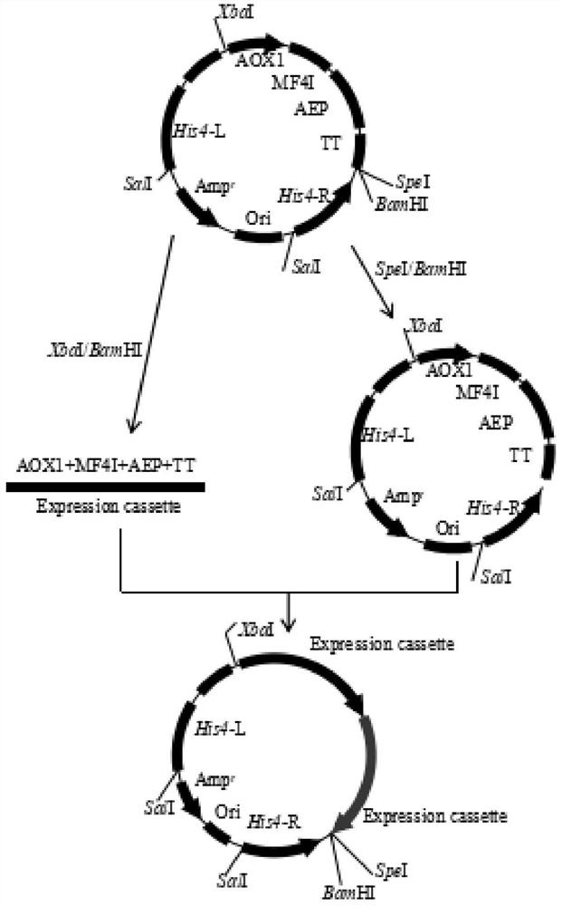 A kind of expression method and application of aep cyclase in Pichia pastoris