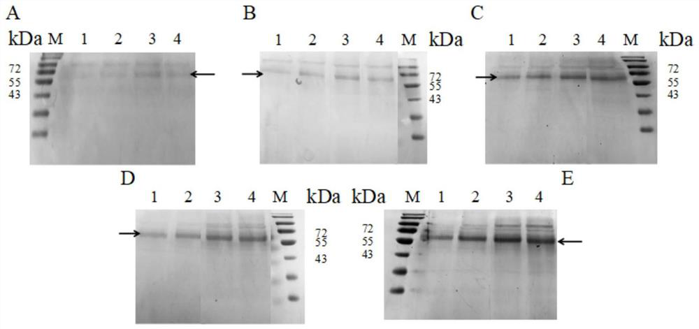 A kind of expression method and application of aep cyclase in Pichia pastoris