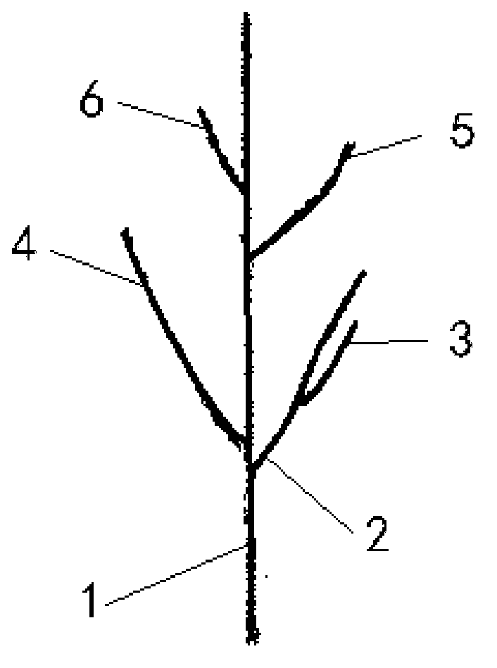 Method for extracting parameters of tree branches based on ground laser radar three-dimensional scanning