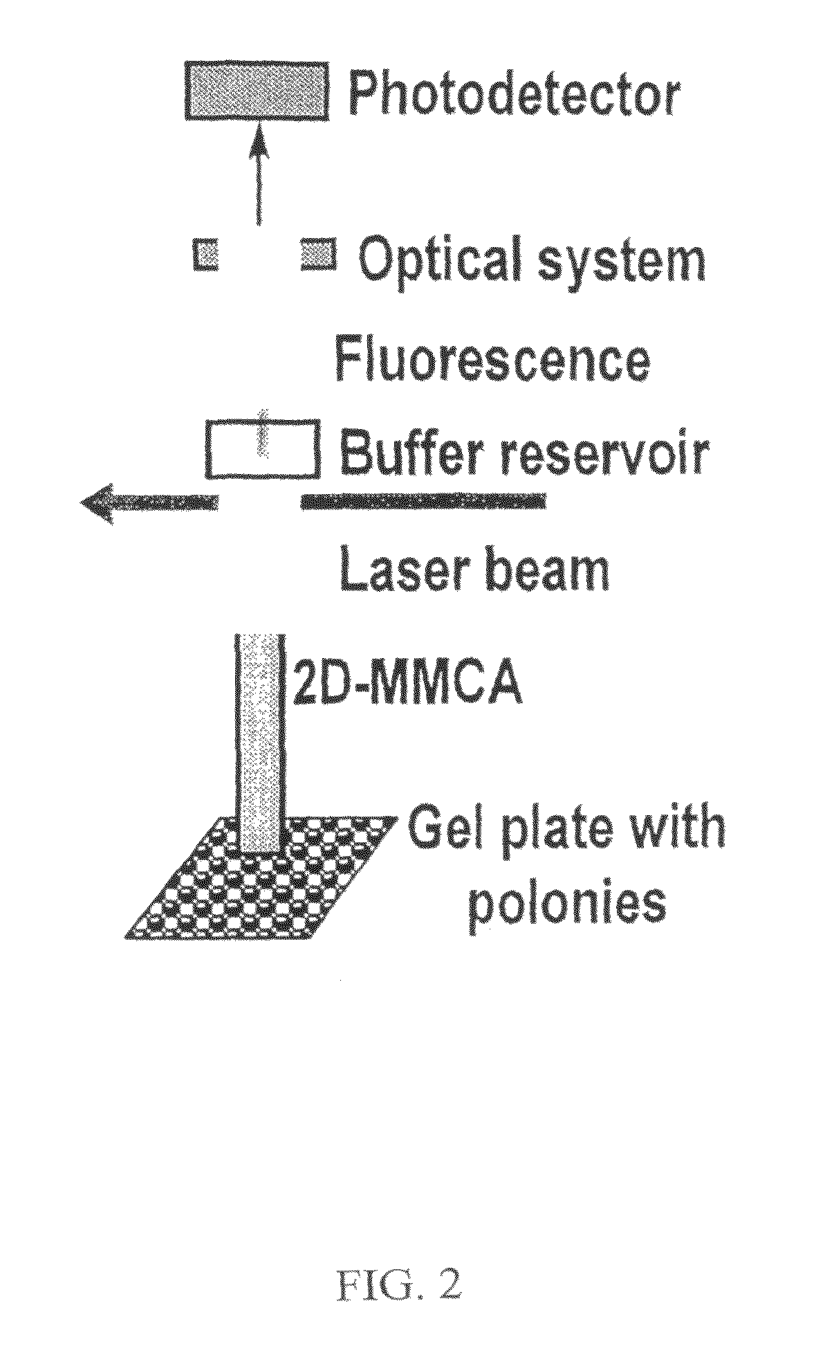 Massively parallel 2-dimensional capillary electrophoresis