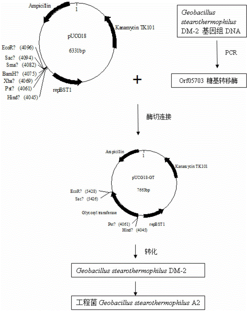 Geobacillus stearothermophilus for generating bioemulsifier and application thereof in high-pour-point oil exploitation