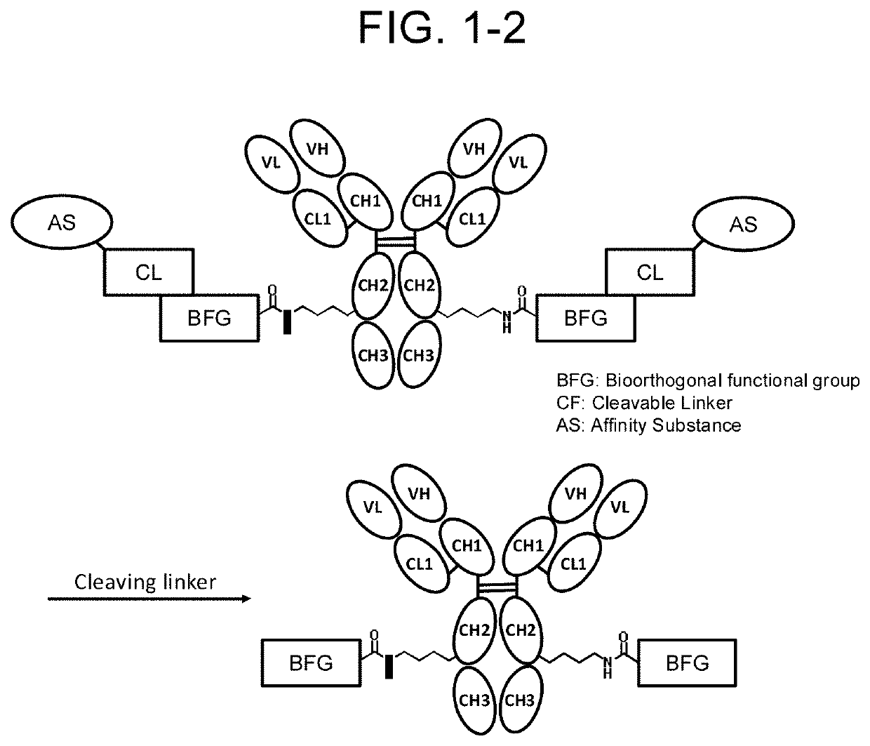 Compound having affinity substance to antibody, cleavable portion, and reactive group, or salt thereof