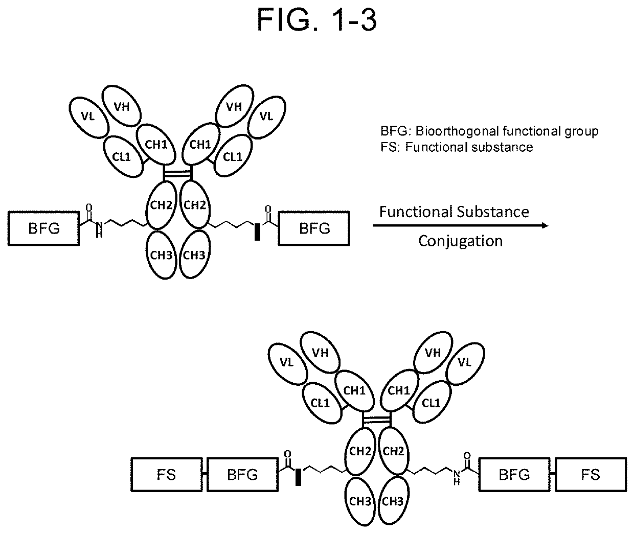 Compound having affinity substance to antibody, cleavable portion, and reactive group, or salt thereof