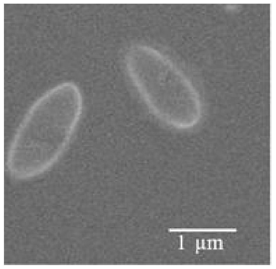 A strain of Citrobacter zyd-1 and its application in the degradation of hexabromocyclododecane