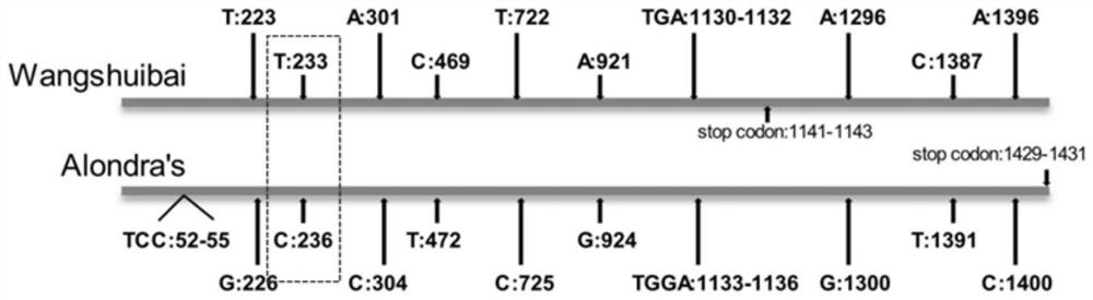 A snp marker primer and its application of scab resistance related gene tarlk-b