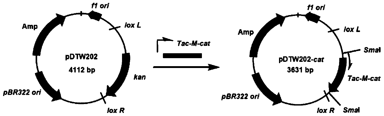 Method for efficiently synthesizing PHBs by knocking out LPS synthesis gene cluster