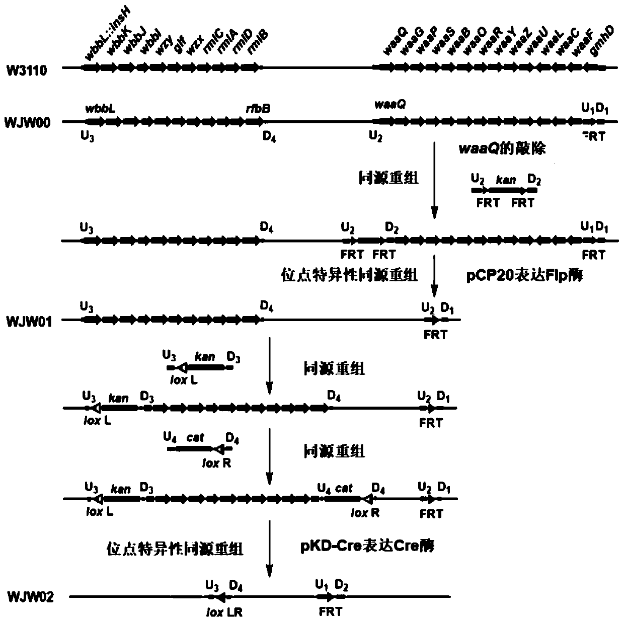 Method for efficiently synthesizing PHBs by knocking out LPS synthesis gene cluster