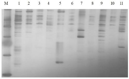 Method for identifying labiatae medicinal plants by using salvia miltiorrhiza EST-SSR markers