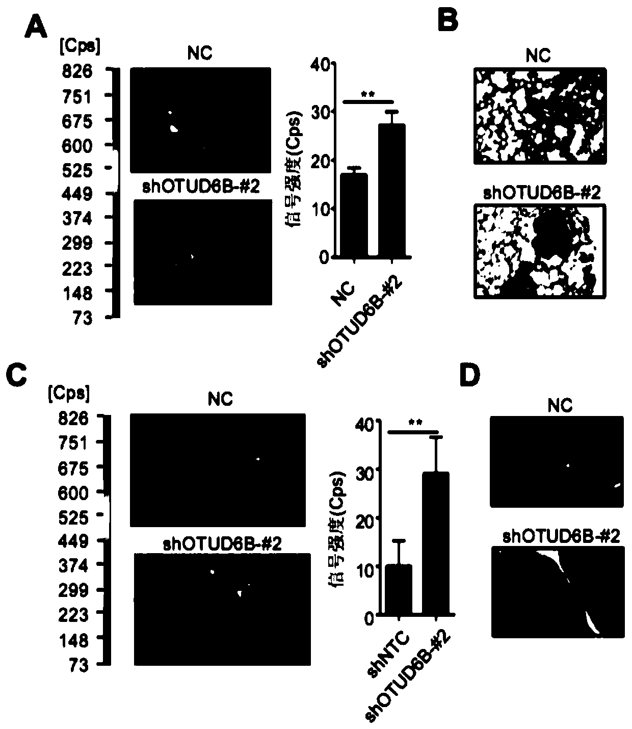 Novel hypoxia signal regulation molecule and application thereof
