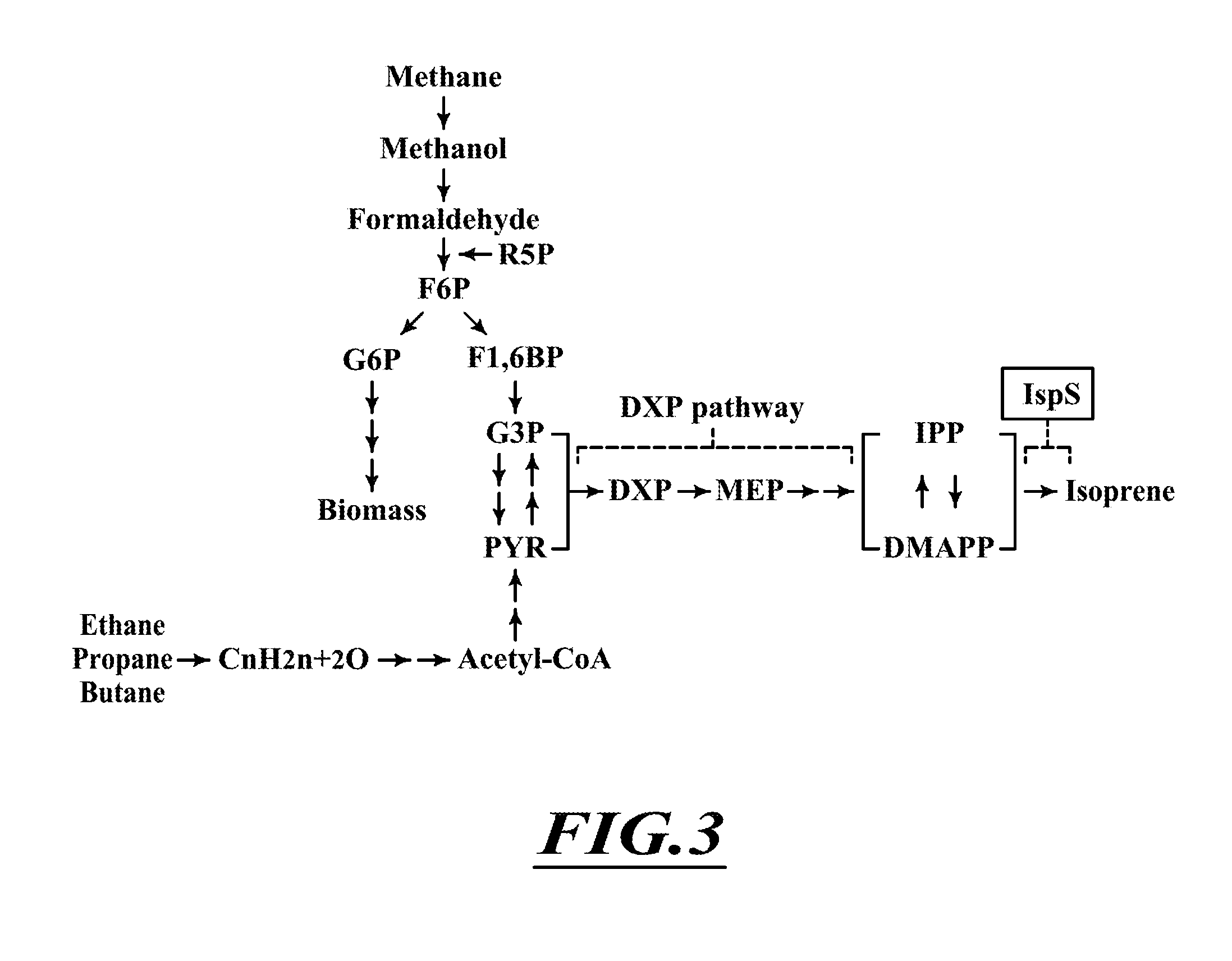 Compositions and methods for biological production of isoprene