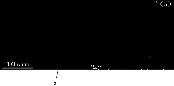 Magnetic ferroferric oxide polylactic acid melt-blowing non-woven material and preparation method