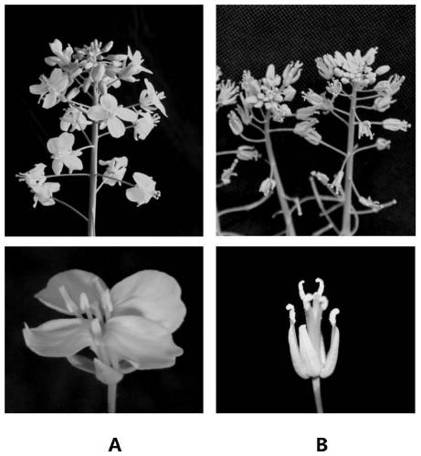 Cruciferae dominance apetalous gene and making method of dominance apetalous germplasm by gene