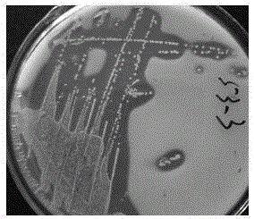 Lactobacillus salivarius XJP2 and application thereof