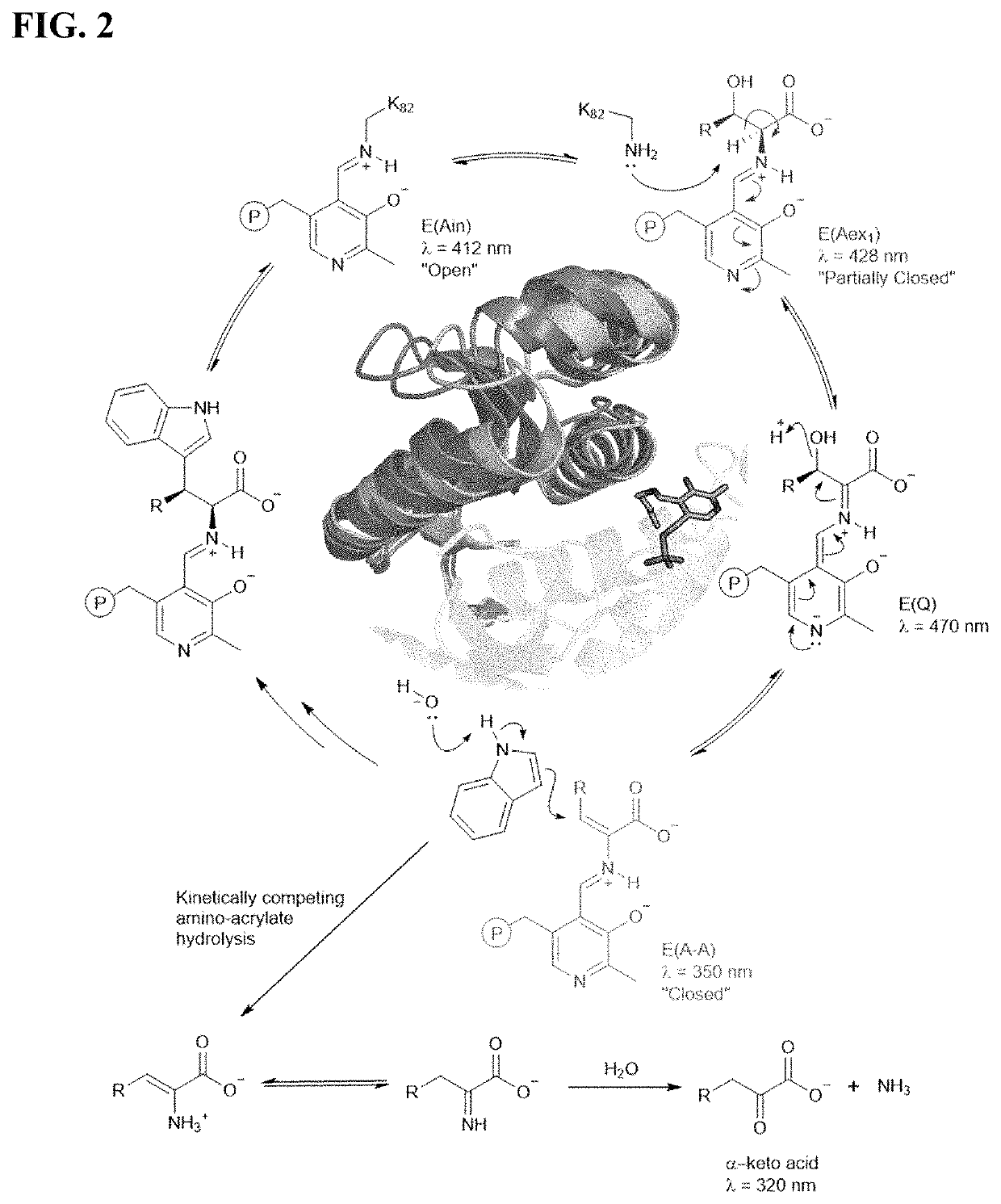 Beta-substituted non-canonical amino acids