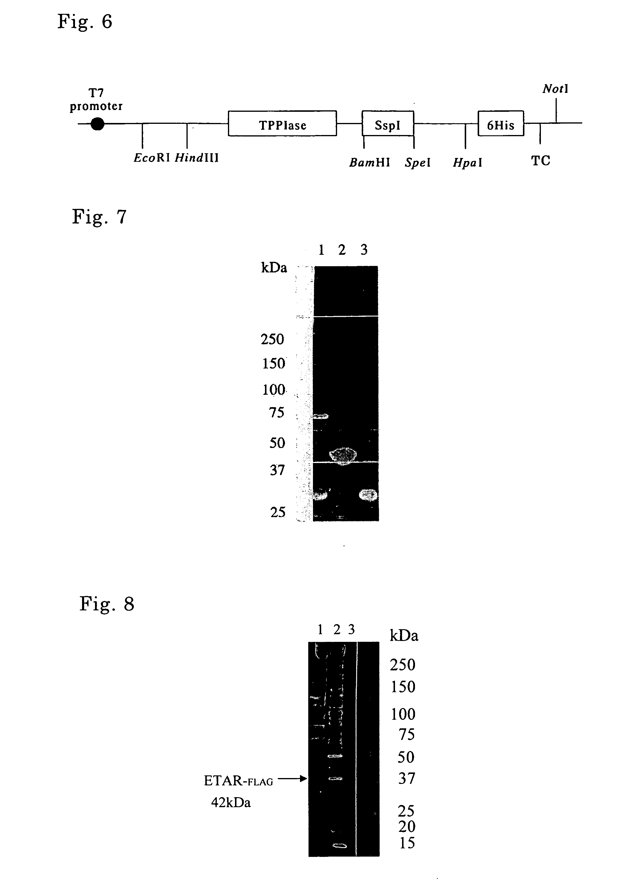 Method of producing target protein, fusion protein and gene thereof, protein consisting of partial sequence of intein and gene thereof, expression vector, and transformant