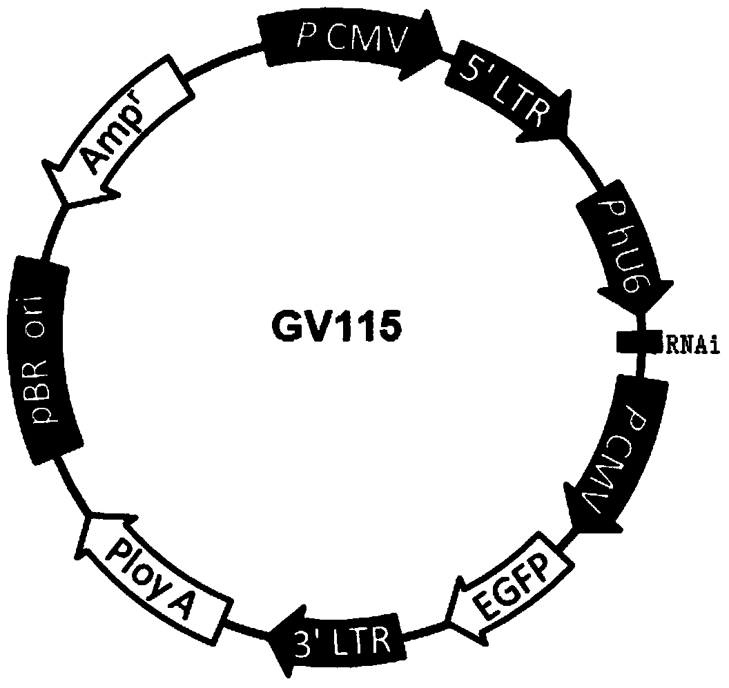 Interfering RNA and lentivirus targeted to OLFM4 gene, and application thereof