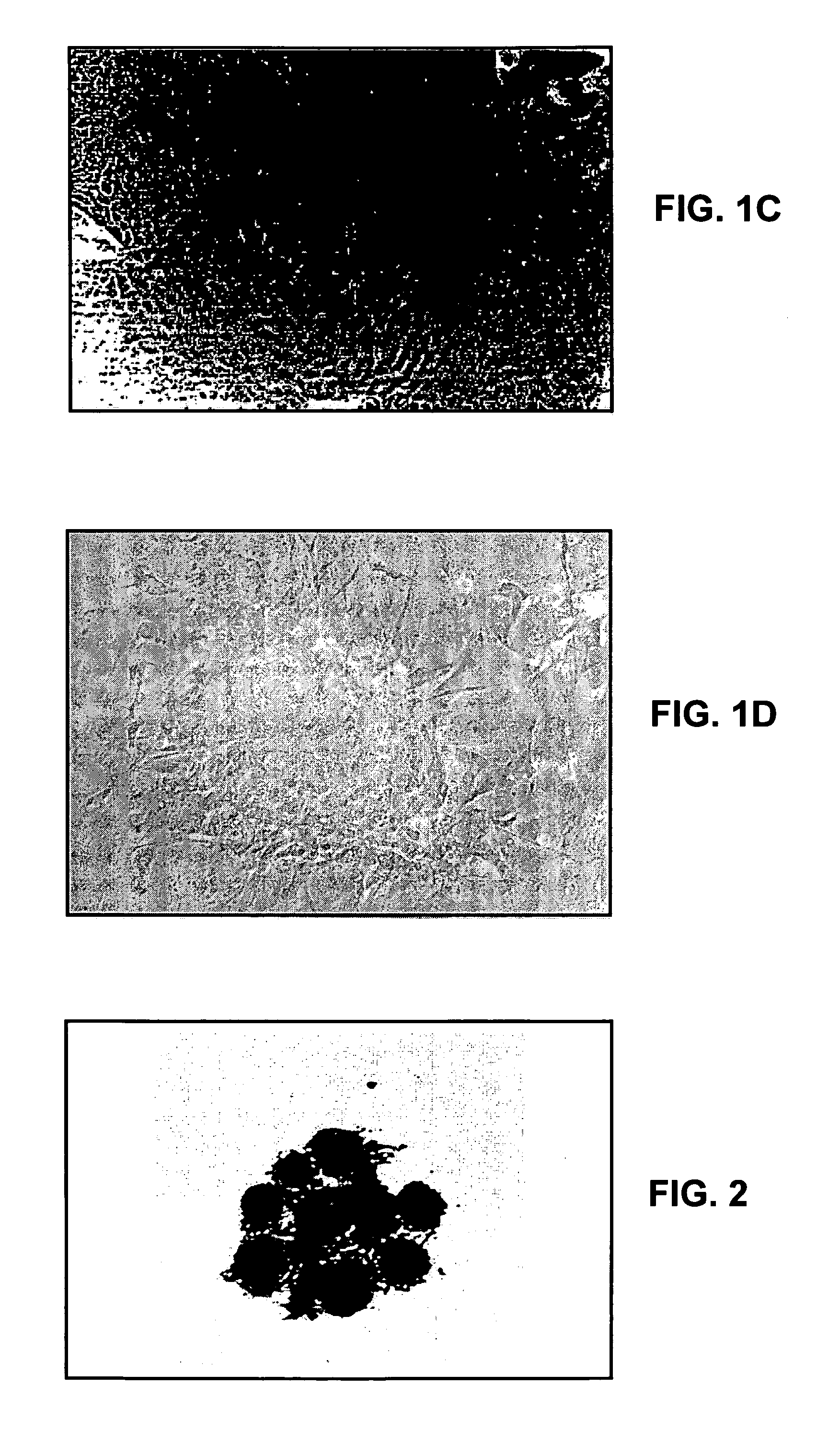 Transgenic ungulate compositions and methods