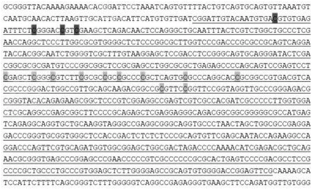 Application of SPAG6 gene serving as diagnosis and treatment marker for tumor ovarii