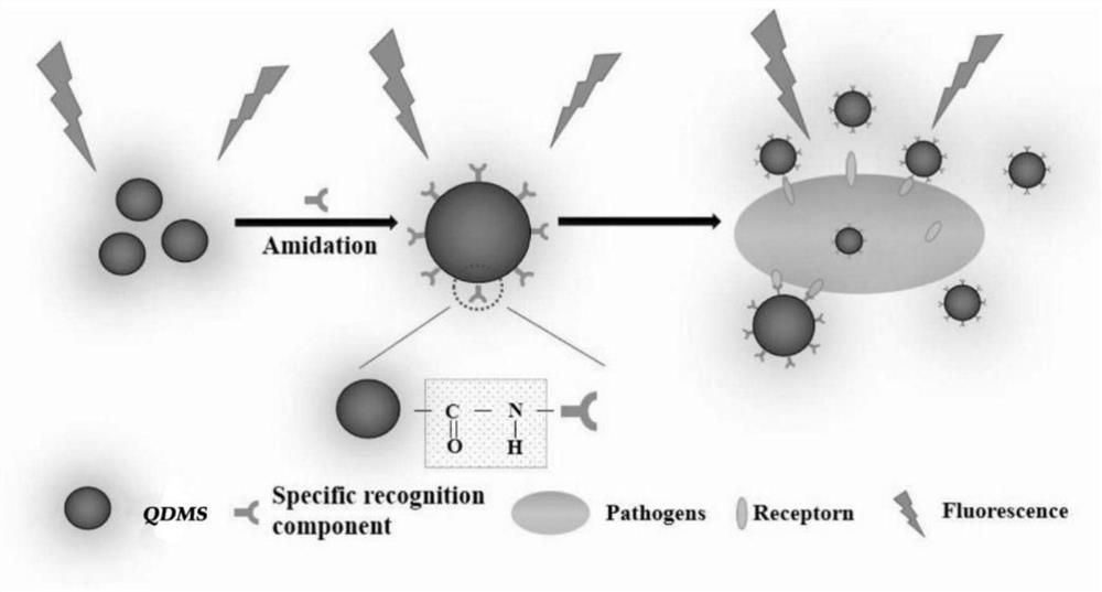 Quantum dot fluorescence immunochromatography test strip for detecting salmonella enteritidis and preparation method thereof