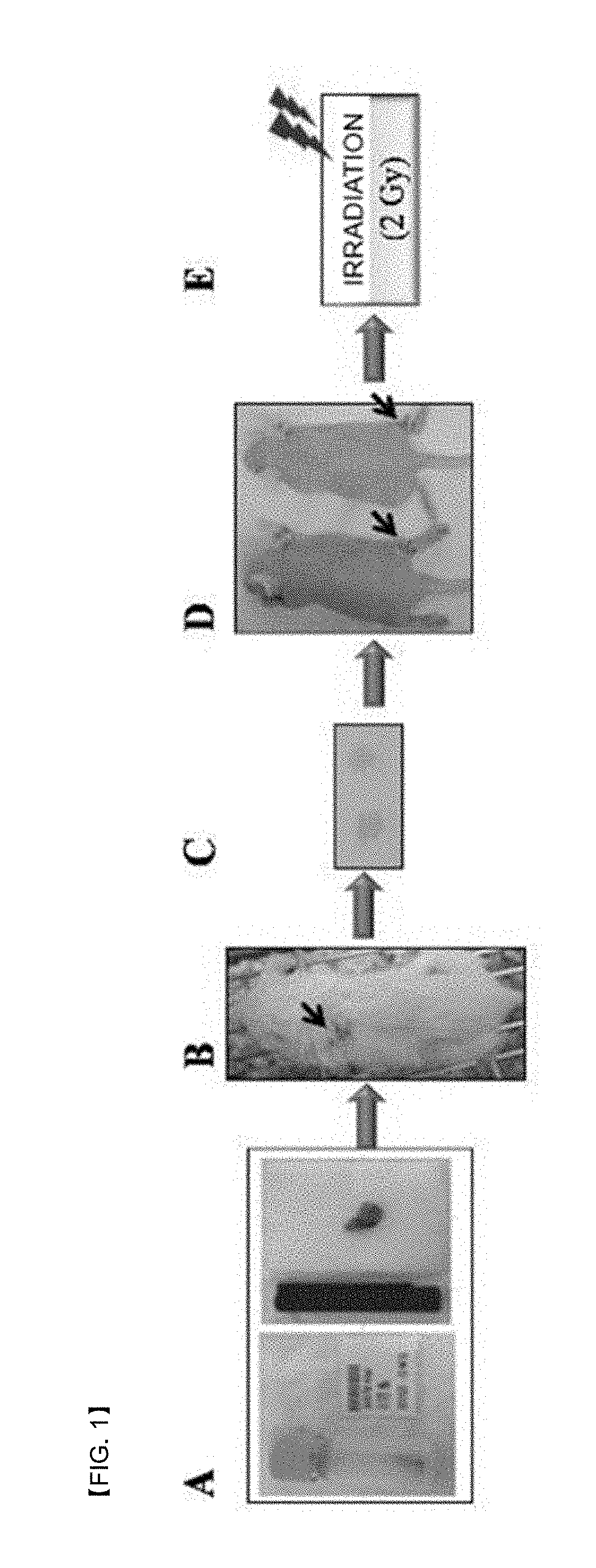Peptides for targeting colorectal cancer, and medical use thereof