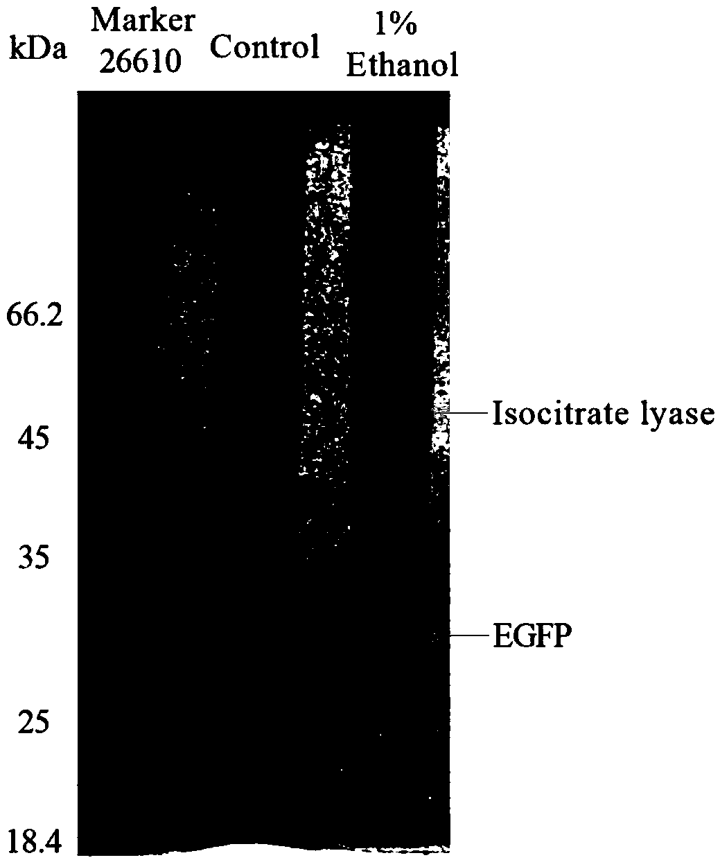 Plasmid vector containing ethanol induced promoter and application thereof in increasing expression level of recombinant protein of corynebacterium glutamicum