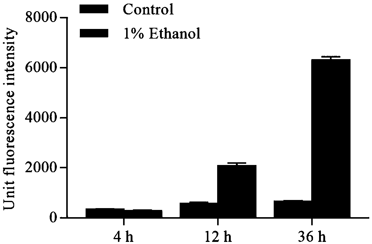 Plasmid vector containing ethanol induced promoter and application thereof in increasing expression level of recombinant protein of corynebacterium glutamicum