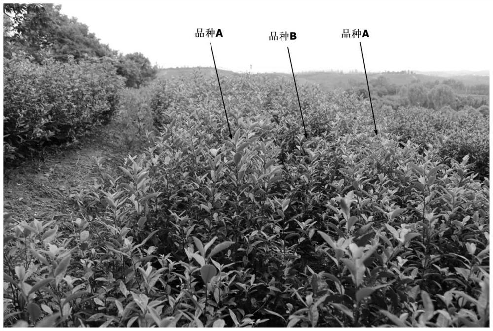 A kind of seed production method of double clone hybrid seed of tea tree