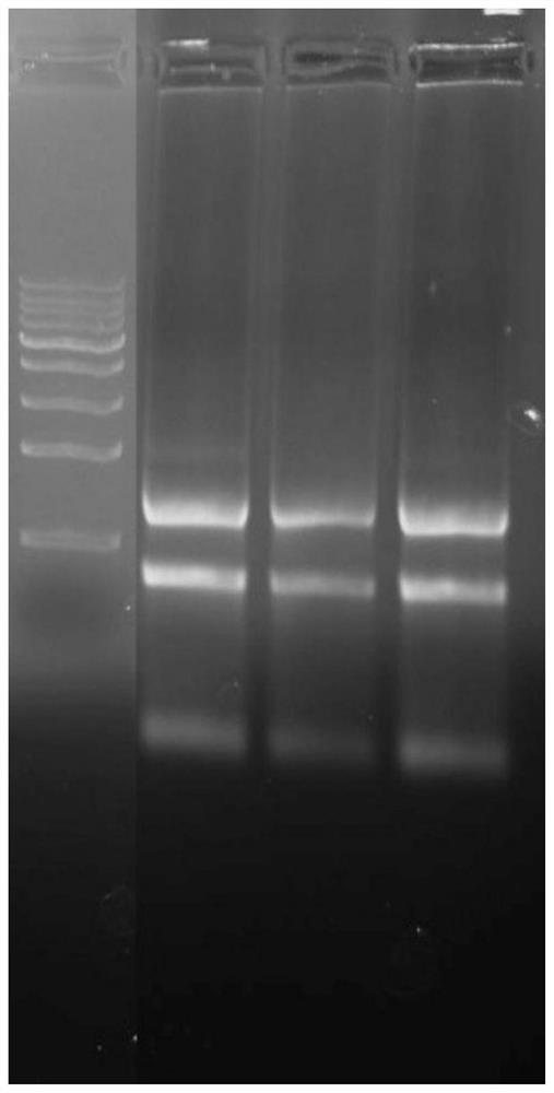 A kind of extracting liquid and its application in preserving tissue or cell, extracting rna