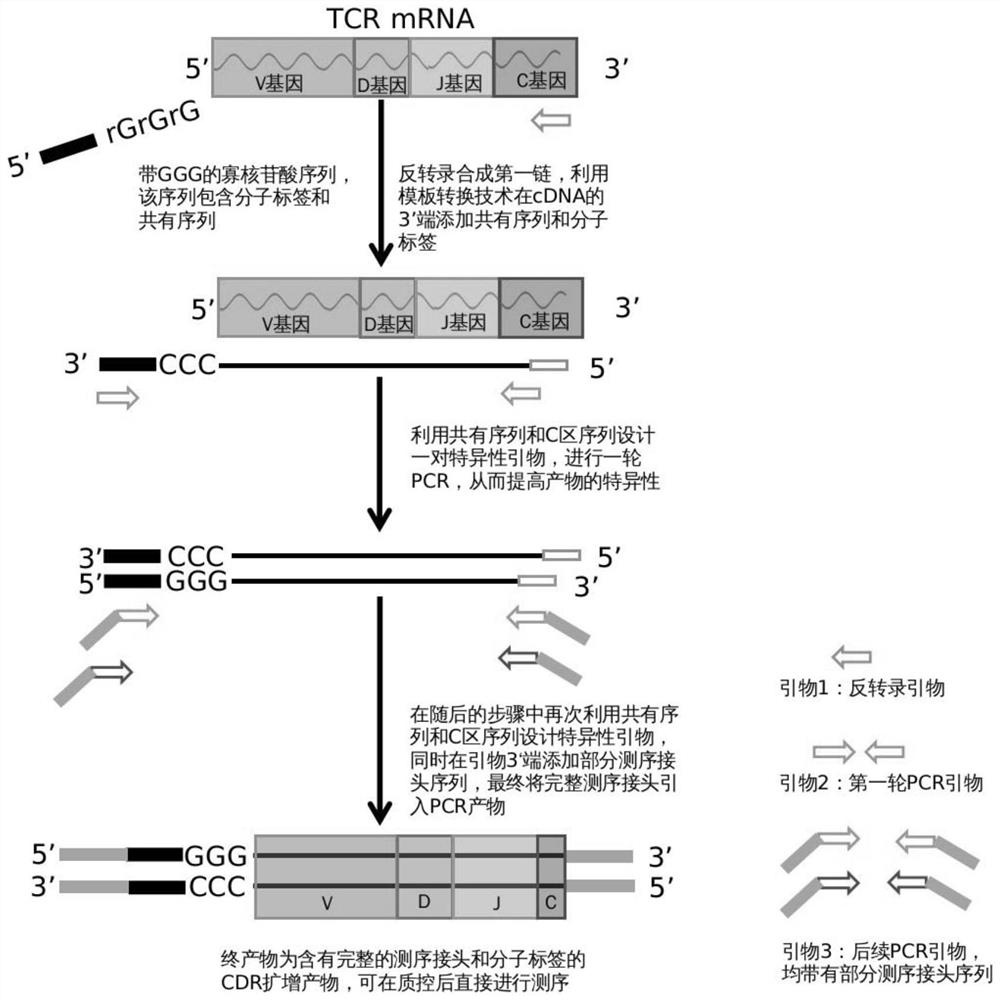 Construction method and kit of T cell antigen receptor diversity sequencing library