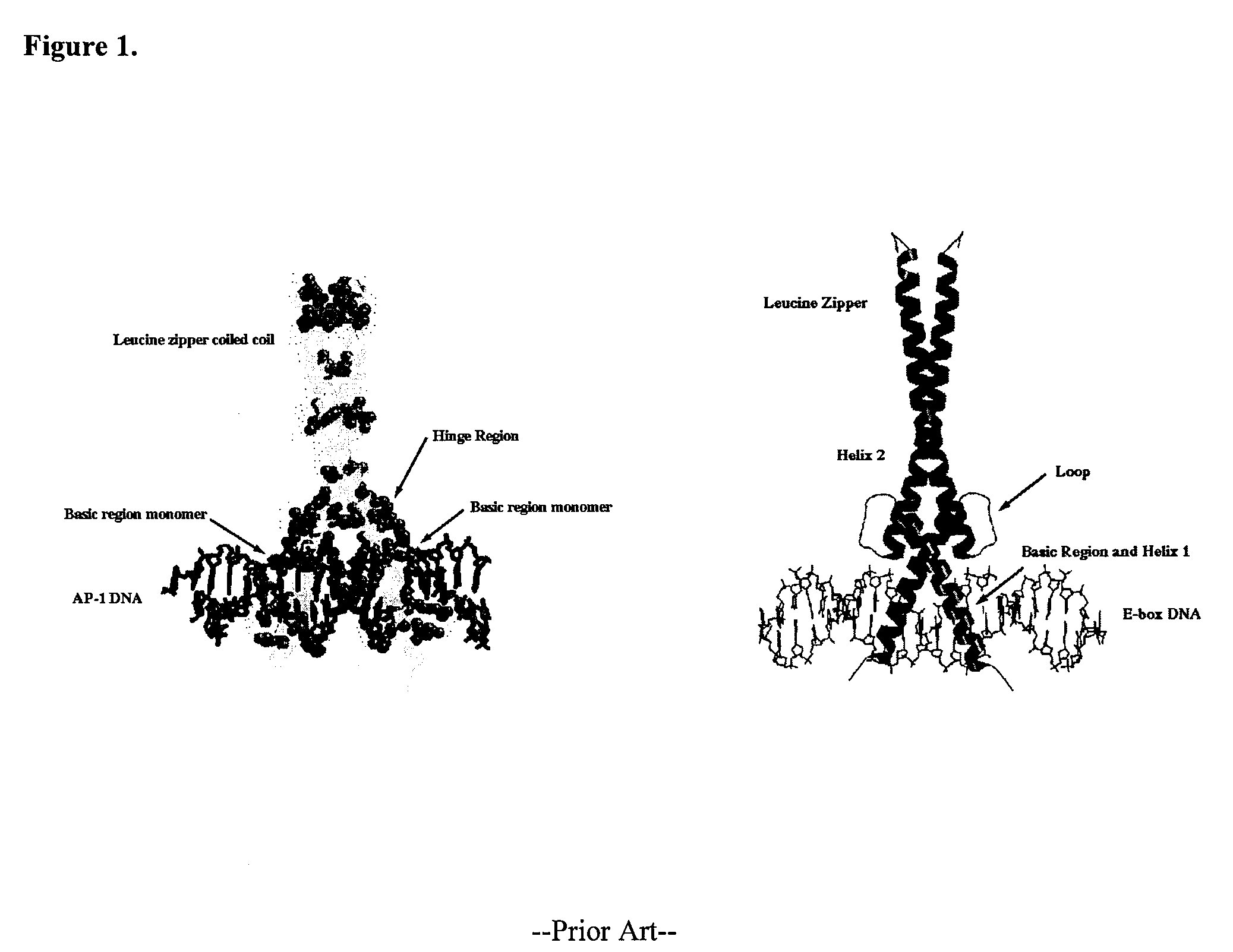 Minimalist bZIP proteins and uses thereof