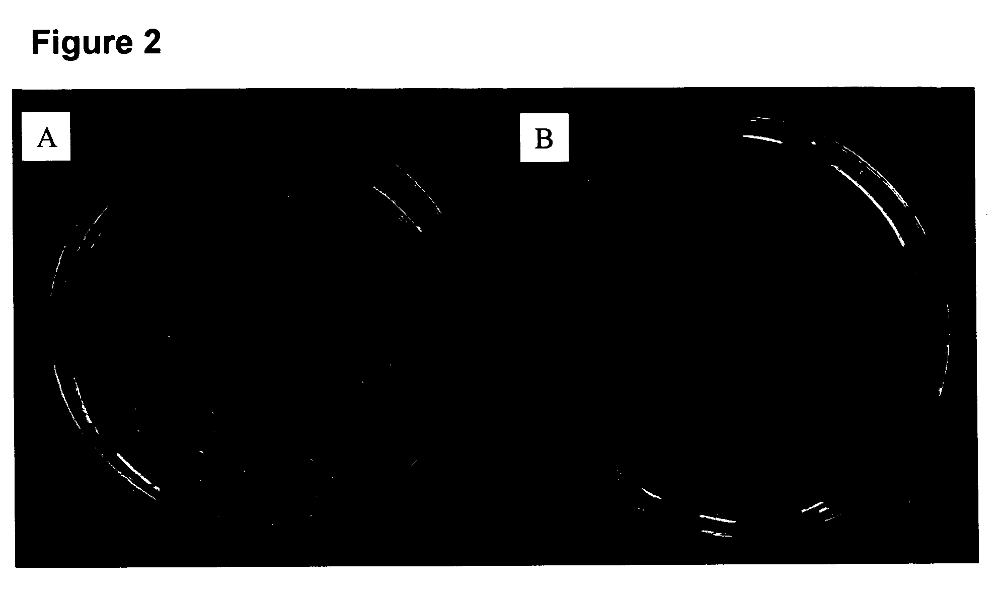 Minimalist bZIP proteins and uses thereof