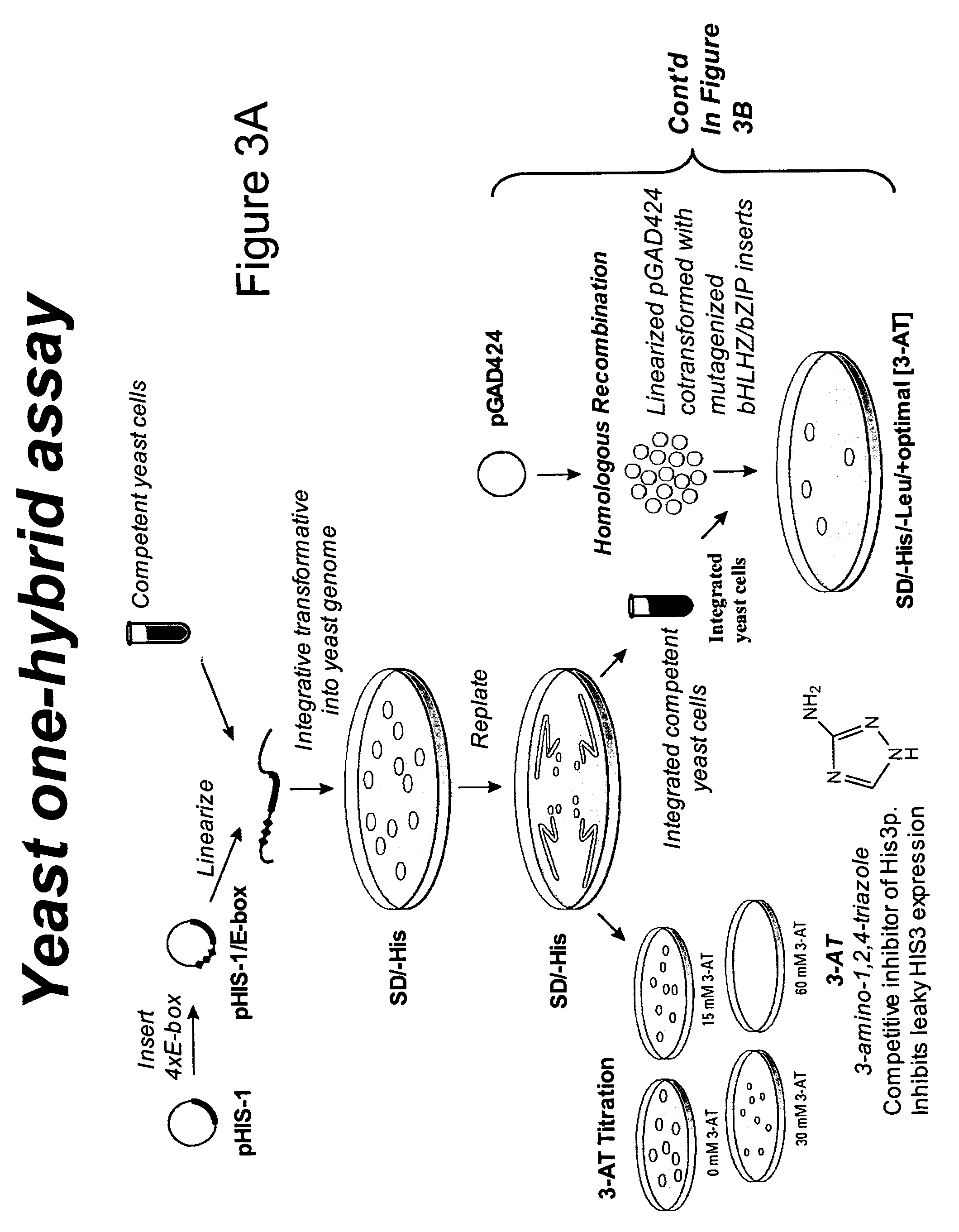 Minimalist bZIP proteins and uses thereof