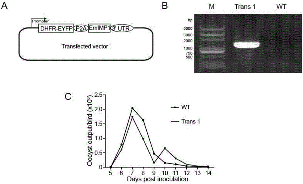 Coccidiosis vaccine component having cross immunological protection capacity and vaccine