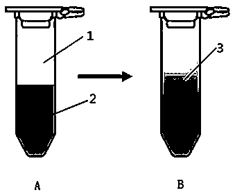 Method for separation of Chinese cabbage microspores at different development stages