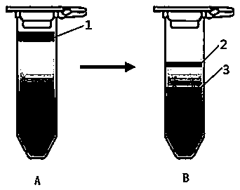 Method for separation of Chinese cabbage microspores at different development stages