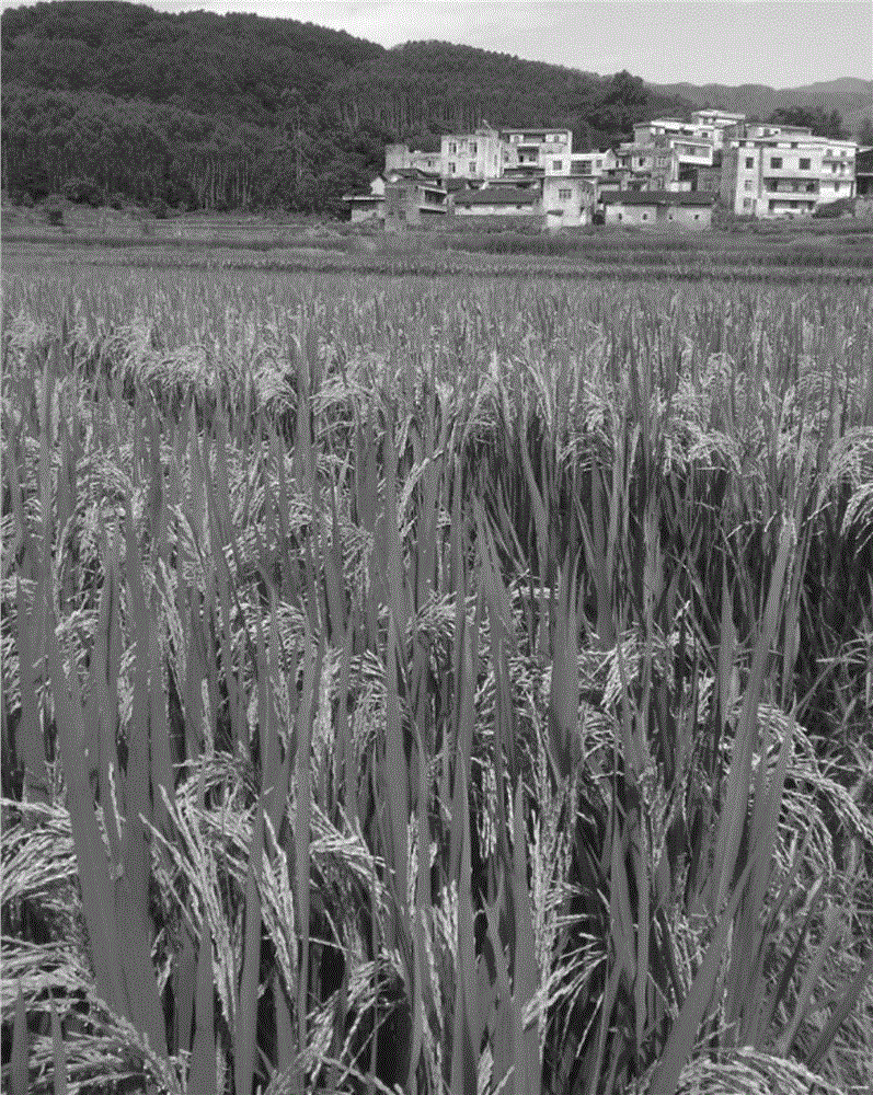 Paddy rice yield increasing organic spraying agent