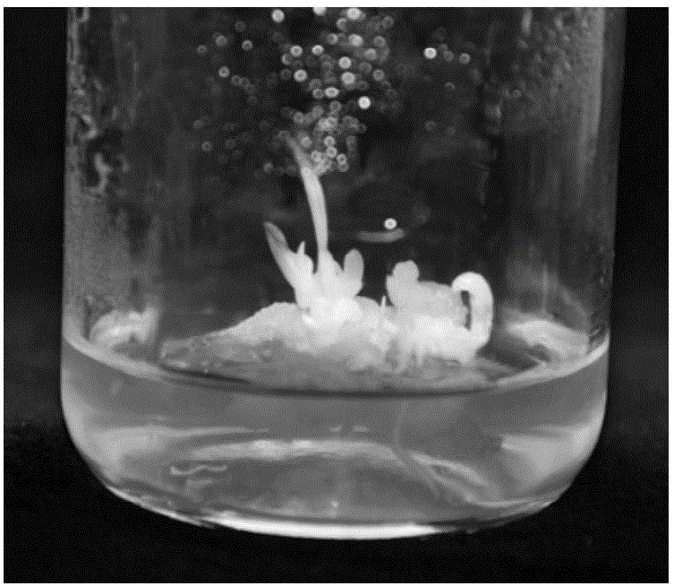 Method for establishing griffinia liboniana bulblet regeneration system by taking stamen as explant