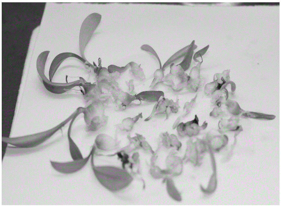 Method for establishing griffinia liboniana bulblet regeneration system by taking stamen as explant