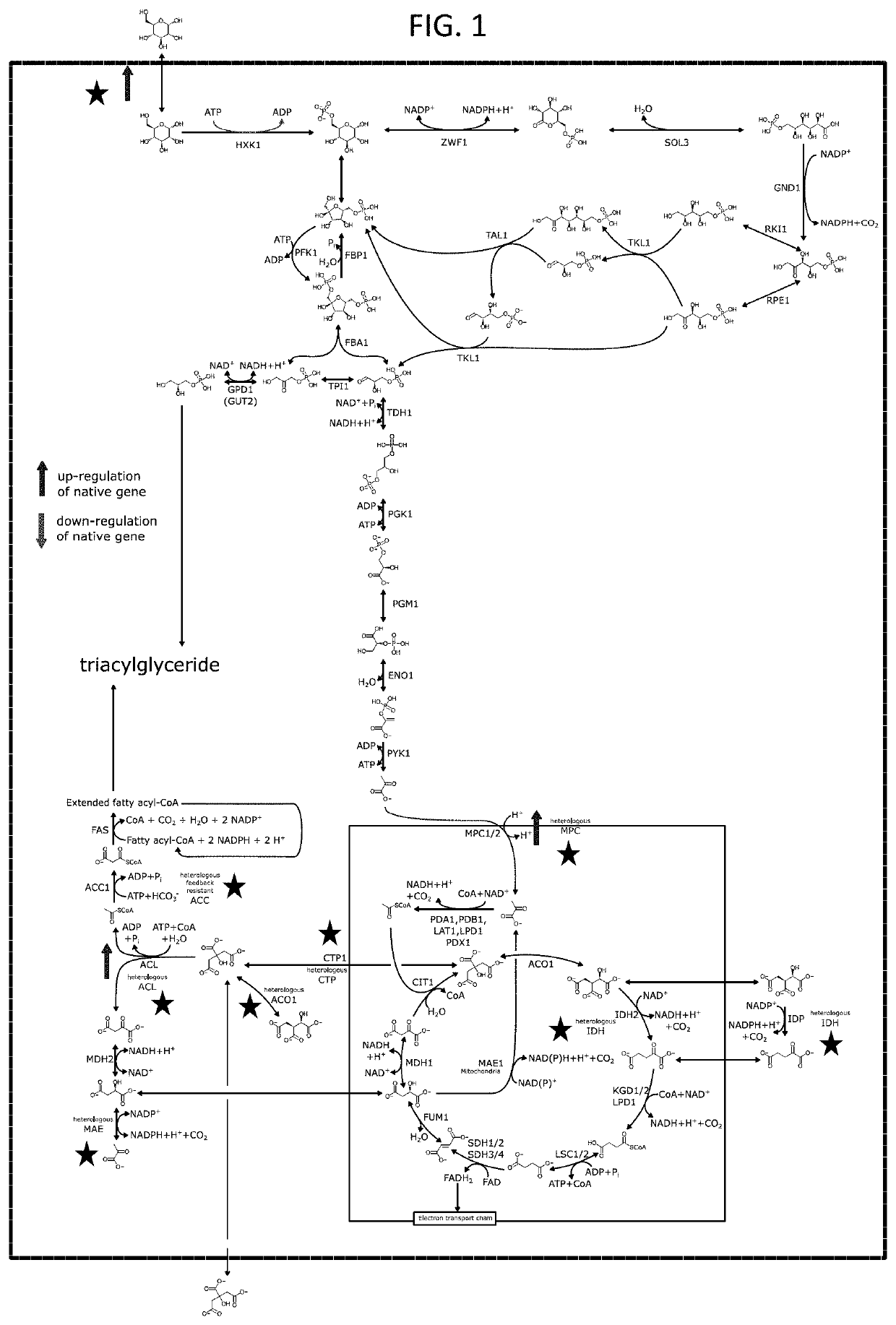 Multi-substrate metabolism for improving biomass and lipid production