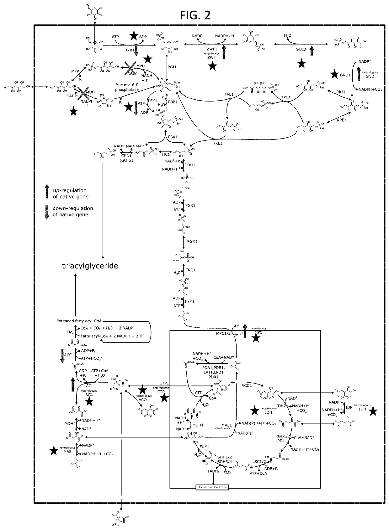 Multi-substrate metabolism for improving biomass and lipid production