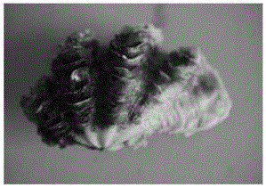 Tridacna mitochondrion 16S gene amplification primer and application thereof