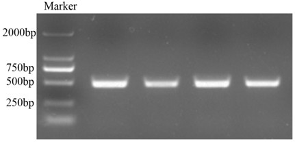 Method for detecting fat coverage of Simmental cattle carcass by dlk1 gene marker