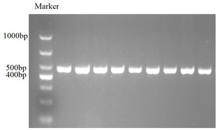 Method for detecting fat coverage of Simmental cattle carcass by dlk1 gene marker