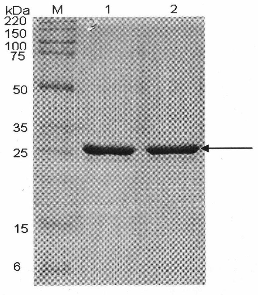 Method for producing blattella germanica allergen BgGSTD1 protein in bacilliform virus-insect expression system