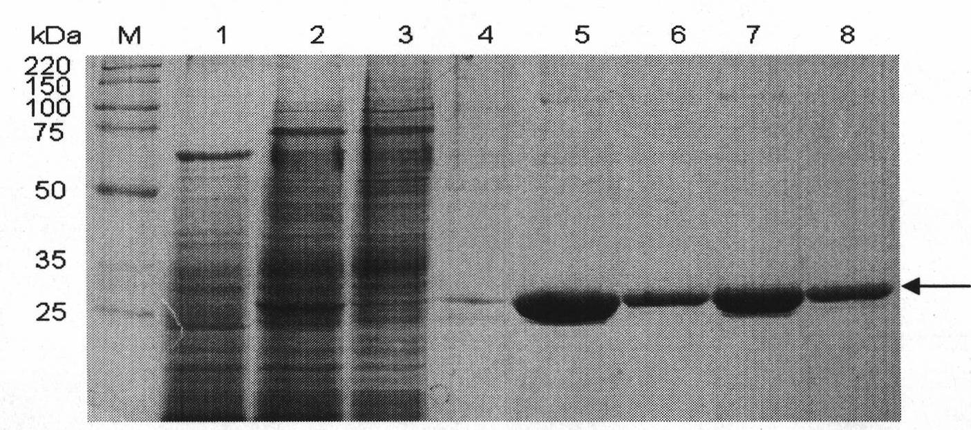 Method for producing blattella germanica allergen BgGSTD1 protein in bacilliform virus-insect expression system
