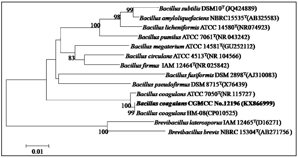 Novel strain of bacillus coagulans as well as microecological preparation and feed containing bacillus coagulans