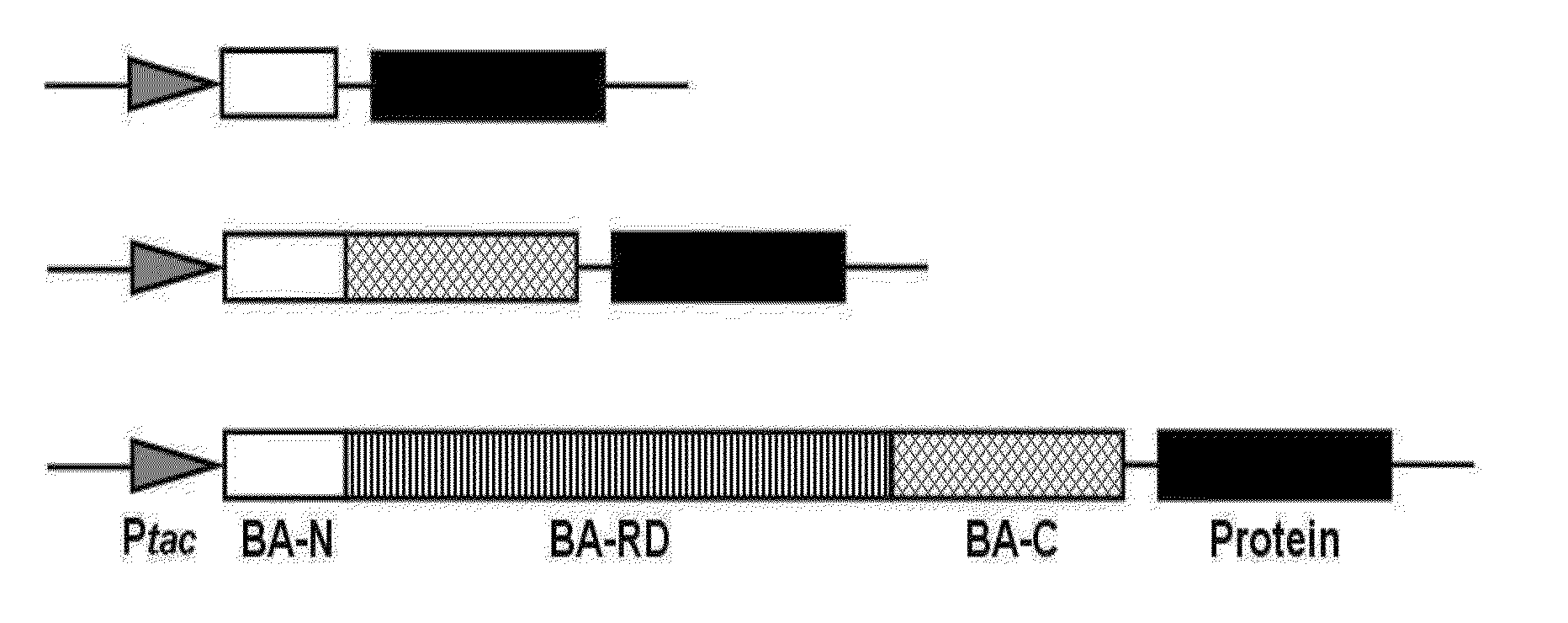 Method for cell surface displaying of target proteins using Bacillus anthracis exosporium